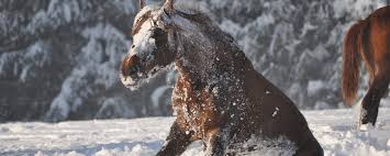 Hej ihr da draußen ;) findet firstihr es zu früh ein pony mit 4 / 4,5 jahren decken zu lassen?? Eindecken Oder Ausdecken Wann Friert Mein Pferd Und Wann Nicht
