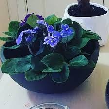 Menekselerimizde Hazirlandi Menekse Saksi Siparis Ve Fiyat Bilgisi Icin Dm Den Ulasabilirsiniz Decor Instagram Home Decor