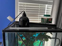 GFP leucistic axolotl looking to rehome, male 2 years old , has a 40 gallon  tank, live plants, a in tank cartridge filter, a skimmer filter, air pump  with 2 bubblers,and 3