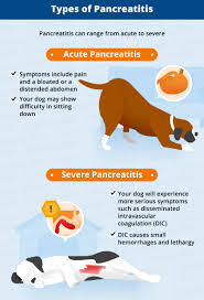 If your dog has developed a lump or mass, you should take him to the vet, who will likely perform a biopsy. Pancreatitis In Dogs Symptoms Causes More Canna Pet