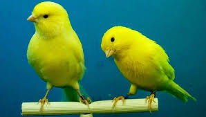 Pin Di Canary Kenari
