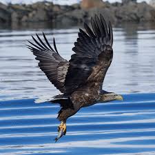 Check spelling or type a new query. White Tailed Eagle Wikipedia