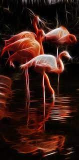 Fire Flamingos By Weston Westmoreland Backgrounds Phone Wallpapers Flamingo Pet Birds