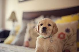 We did not find results for: Are Golden Retriever Puppies The Cutest