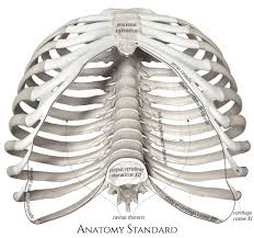 Rib injuries are common and range from minor injuries to severe trauma. Thoracic Outlet Thorax Rib Cage Body Bones