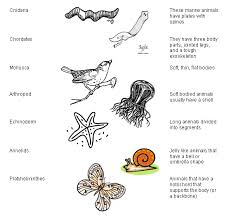 Animal Phylum Matching Arthropods Animal Kingdom Animal Classification