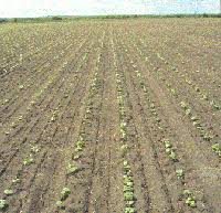 Check spelling or type a new query. Province Of Manitoba Agriculture Field Beans