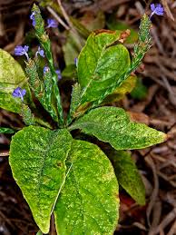 Image result for Elytraria