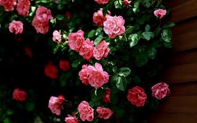 Liefde Hd Rozen Wallpaper Met Een Grote Struik Vol Met Roze Rozen Achtergrond Foto Plaatjes Om Te Delen Roze Achtergronden Wallpaper Mooie Achtergronden