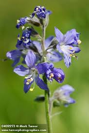 Image result for Polemoniaceae