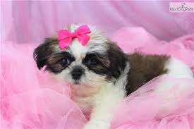 Adorable, brown,blk, & white markings. Shih Tzu Puppy For Sale Near Greensboro North Carolina 61ef9885 5421