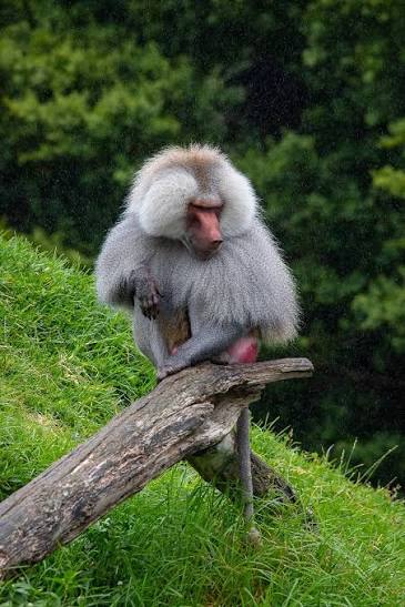 Hamadryas Baboon at the Auckland, New Zealand Zoo Photograph 5x7, 8x10,  11x14, 11x17 - Etsy