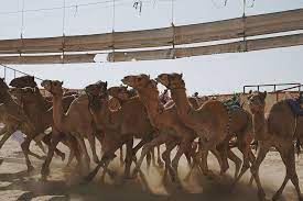But first we need some information about the person. Visiting The Camel Races 2021 Edition 2 48am Everything Kuwait