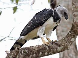 It is also called the american harpy eagle to distinguish it from the papuan eagle, which is sometimes known as the new guinea harpy eagle or papuan harpy eagle. Harpy Eagle Ebird
