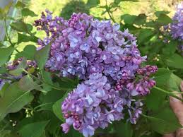 Redding, california is in zone 9a. Lilac Bushes How To Grow Care For Lilac Flowers Garden Design