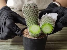 Image result for cactus cuttings