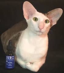 Oriental Shorthair Cat Oriental Shorthair Cats Oriental Shorthair Oriental Shorthair Kittens