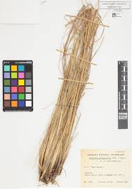 Image result for Elionurus tripsacoides