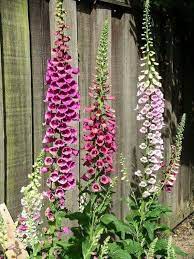 Canterbury Bells Foxglove Flower Garden Flowers Planting Flowers