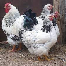 The wyandotte chicken breed comes in many different varieties, or color variations, and the american poultry association recognizes nine of them: Columbian Wyandotte Dunlap Hatchery