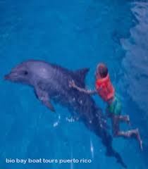 Bioluminescent Bay Puerto Rico Boat Tours Bio Bay Boat Tours Puerto Rico Island Tour Kayak Tours Bay Boats