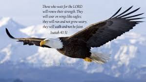 Thewordfortheday Bald Eagle Animals Beautiful Bird Dogs