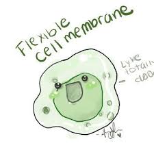 Check spelling or type a new query. Cell Membrane On Twitter Newprofilepic