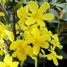 Image result for Jasminum nudiflorum