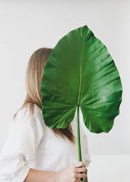 Get it as soon as wed, jul 14. Shop Artificial Tropical Leaves At Afloral Com Elephant Ear Leaf