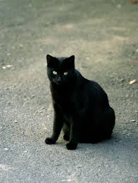 Bildergebnis für schwarze katze