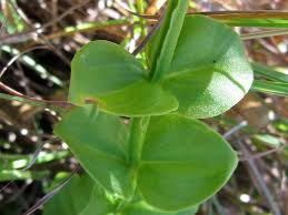 Image result for Sebaea sedoides