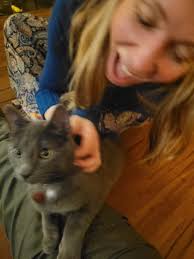 Interested in adopting the kitten