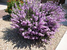 To be a ethical forager here in in the way you eventually learn most of the plants in your environment, edible or not. Beautiful Desert Texas Sage Plants Texas Sage Shrubs