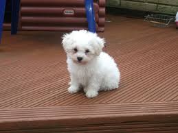 If you are looking for a teddy bear of a dog, the bichon frise shih tzu mix, also called a shichon or zuchon, might be just the one for you. Shih Tzu Bichon Mix Petfinder