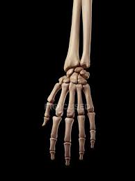 A computer for learning software programming. Human Hand Bones Anatomy Conceptual Biology Stock Photo 160563648