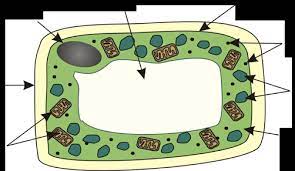 Plant cells are eukaryotic cells present in green plants, photosynthetic eukaryotes of the plantae kingdom. Unit 7 Photosynthesis Plant Cell Diagram Diagram Quizlet