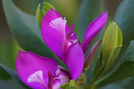 Image result for Polygalaceae