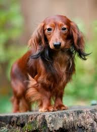 He was a mini long haired black/red. Rabbit Dachshund Long Haired Breed Information History Health Pictures And More
