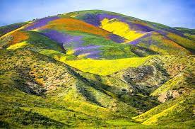 Time is adjusted for dst when applicable. Top Wildflower Fields In Slo Cal This Spring Superbloom In Slo Cal