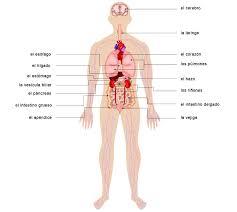 The 206 bones in the body also produce blood cells, store important minerals, and release hormones necessary for bodily functions. Human Anatomy Spanish Vocabulary