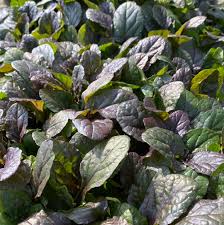 Image result for Ajuga