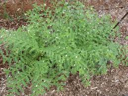 Image result for Cicer arietinum