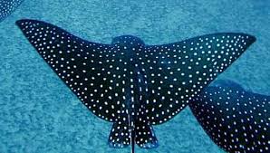 They are foraging predators and are known to eat a variety of invertebrate and fish prey. Spotted Eagle Rays Manta Rays In Hawaii Sea Animals Spotted Eagle Ray Eagle Ray