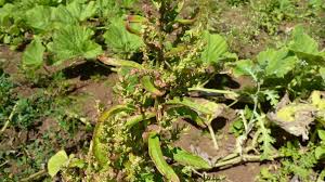 Image result for Dysphania procera