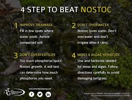 Black jelly fungus on lawn. Nostoc A Green Jelly Growing On Your Lawn The Turfgrass Group Inc