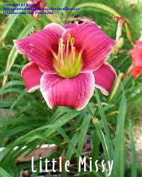 Data specific to daylilies (edit). Plantfiles Pictures Daylily Little Missy Hemerocallis By Rootsie