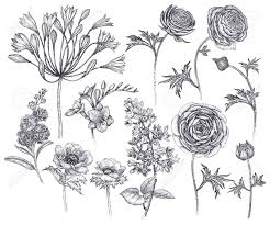 Fruhlingsblumen Isoliert Satz Ubergeben Sie Das Zeichnen Der Afrikanischen Lilie Des Ranunculus Der Anemonen Der Flieder Der Freesie Der Violetten Schwarzen Tinte Auf Weissem Hintergrund Vektorabbildung Kunstblumenauslegung Vintage Gravur