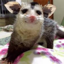 Her Name S Mia Grey And She S The Cutest Possum Ever Photos By C Mia Grey Baby Opossum Baby Possum Cute Baby Animals