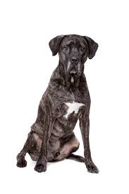 Check spelling or type a new query. Fila Brasilero Fila Brasileno O Fila Brasileiro Brazilian Fila Brazilian Mastiff Razas De Perros