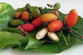 Maybe you would like to learn more about one of these? Buahnya Dianggap Penyebab Asam Urat Daun Melinjo Justru Sehatnya Bukan Main Rugi Kalau Tak Tahu Semua Halaman Sajian Sedap
